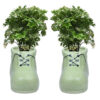 Aralia Plant With Ceramic Shoes Pot