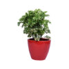 Arelia plants