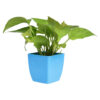 money plant online