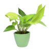 bonsai plants online india