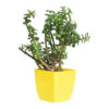 low light plants for indoor