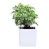 indoor plants