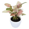air purifier plants for home