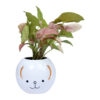 air purifying indoor plants