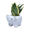 indoor plants for air purification