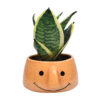 indoor plants for air purification