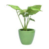 air purifier plants for home
