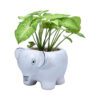 air purifier plants for home