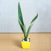 Milt Sansevieria Indoor Plant