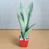 Snake Plant - MoonShine