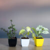 Indoor Plants