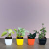 Airpurifying Indoor Plants