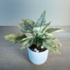 Aglaonema White Plant
