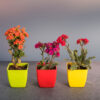 Kalanchoe