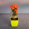 Kalanchoe