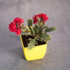 Kalanchoe