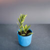 Indoor Plant