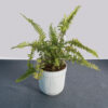 Indoor Plant