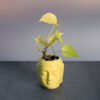 Money Plant in lord budhha Pot
