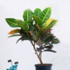 Croton Plant