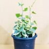 Variegated English Ivy Plant