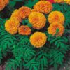 marigold flower
