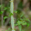 Veld Grape Plant