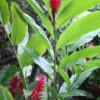 Alpinia Purpurata