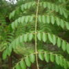 Sagargota Plant