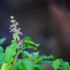 Krishna Tulsi Plant