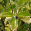 Bryophyllum Pinattum Plant