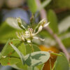 Bidi Leaf Plant