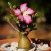 Adenium, Desert Rose Plant