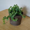 SEDUM MORGANIANUM (BURRO’S TAIL) Succulent plant