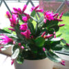 Easter Cactus Plant
