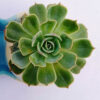 Echeveria Succulent Plant