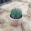 Zebra Haworthia Succulent Plant
