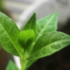 henna plant buy online in india