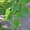 Shisham Plant