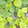 piper betle leaf plant