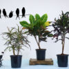 Set Of 3 Colorful Croton Plants-Croton, Baby Croton, Curly Croton