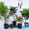 Set of 4 Colourful Foliage Plants