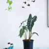 Alocasia Plant