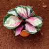 Buy Calathea roseopicta online in india