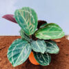 Calathea Medallion plant online available in india