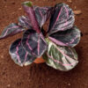Calathea Roseopicta Dottie