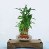 Three Layer Lucky Bamboo plant