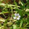 Brahmi herb plant