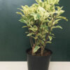 Ficus Compacta Variegated Plant