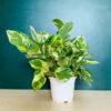 Marble Queen Money Plant